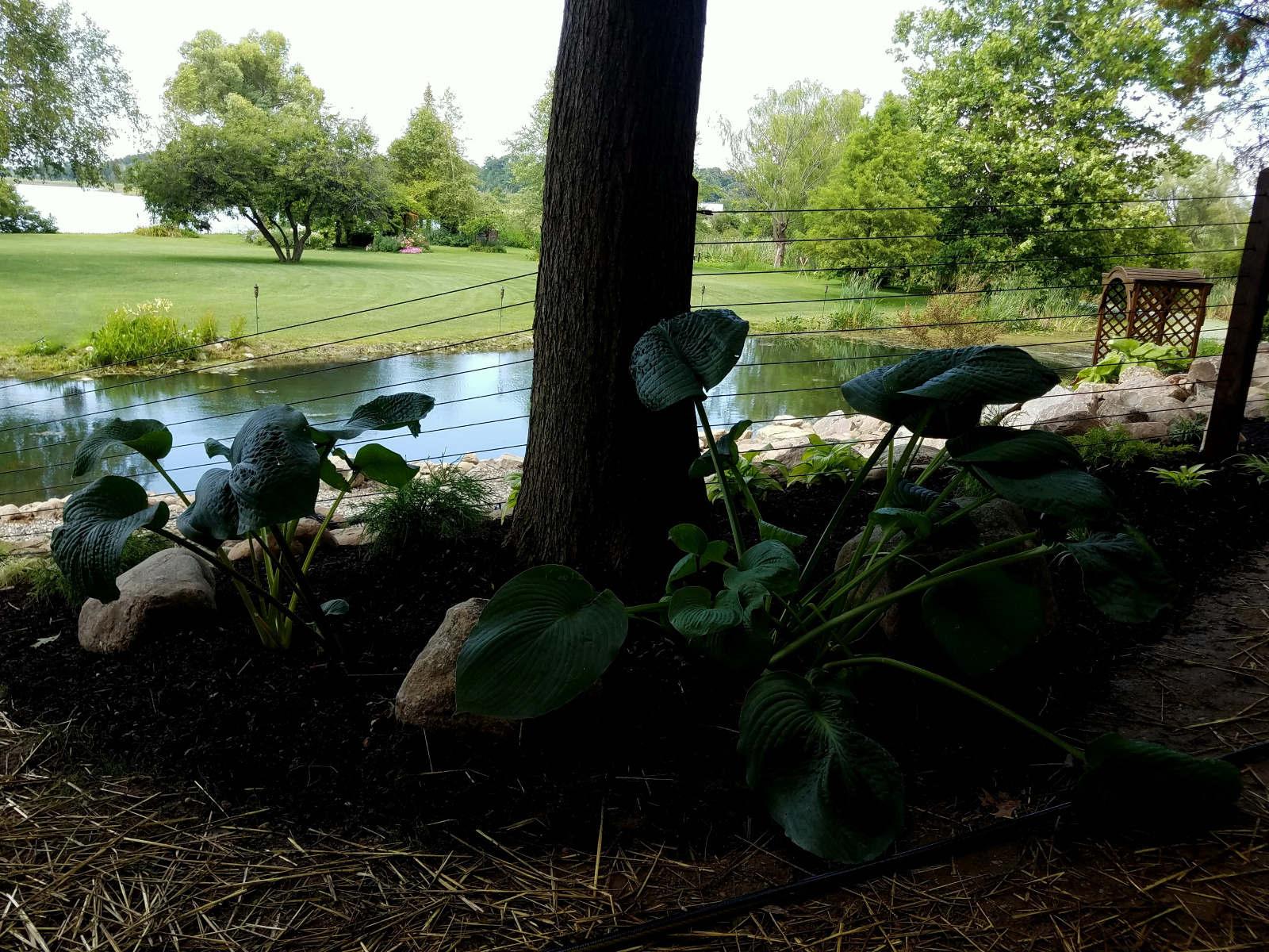 Standing above the Waterfall, looking towards the Flowering Gazebo